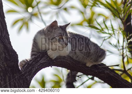 Little Kitten Clim On A Branch In The Tree. Adorable Cat In The Trees And Search For The Next Hunt. 
