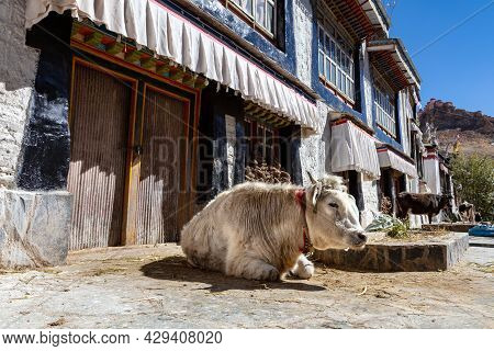 A Cow Lies In Front Of A Tibetan House In The Small Village Of Shigatse, Xigaze , Tibet, China. Hima