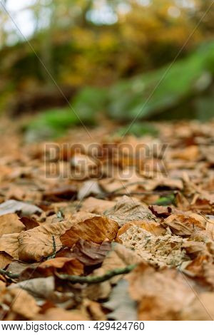 A Lowdown Shot Of A Forest Floor Covered By Leaves