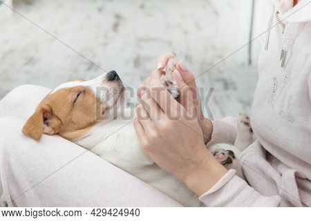 Puppy Jack Russell dog sleeping Terier the hands