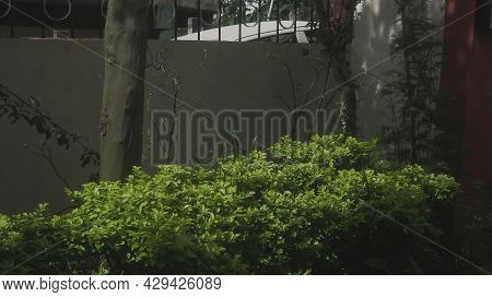 Full Frame Shot Of The Vegetation Outdoors