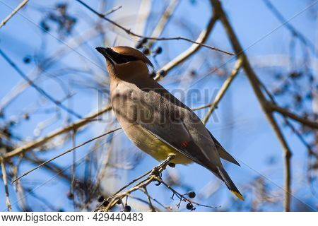 Ceder Waxwing Bird Perched High Up On A Tree Branch Full Of Berries Posing Closeup On A Bright Sunny