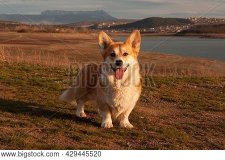 One Cute Pembroke Welsh Corgi Looks And Smiles At The Camera Against The Background Of The Mountain 