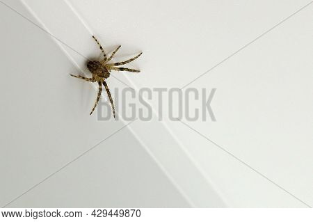 Spider Close-up On A White Background, Macro Shooting
