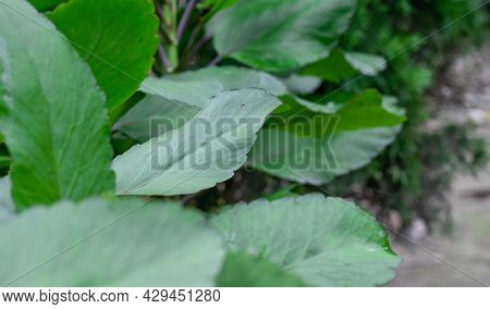 Kalanchoe Pinnata Or Patharkuchi Leaf Close Up With Selective Focus Inside Of A Botanical Garden