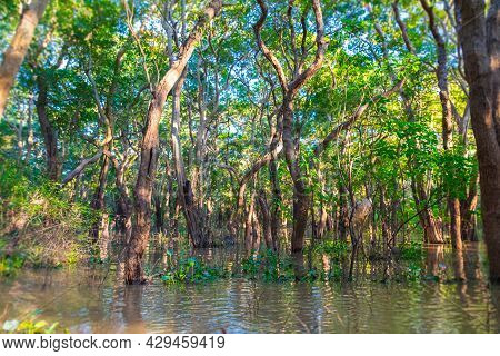 Floating Mangrove Forest Near The Kampong Phluk Floating Village And Angkor Wat, Siem Reap, Cambodia