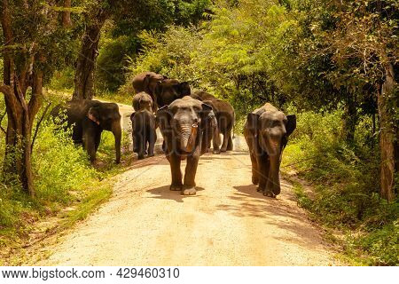 Free Wild Elephants At The Minneriya National Park, Sri Lanka. Elephant Herd Walking Passing Dirt Ro
