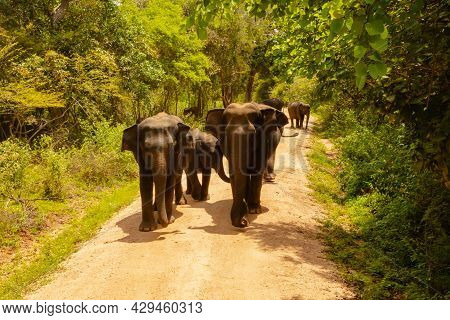 Free Wild Elephants At The Minneriya National Park, Sri Lanka. Elephant Herd Walking Passing Dirt Ro