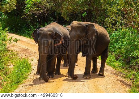 Free Wild Elephants At The Minneriya National Park, Sri Lanka. Elephant Herd Walking Passing Unpaved