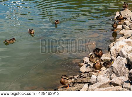 Ducks Along A Rocky Shoreline On The Allegheny Reservoir In The Allegheny National Forest On A Sunny