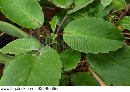 Closeup Of Kalanchoe Pinnata With Miracle Leaf Cuttings