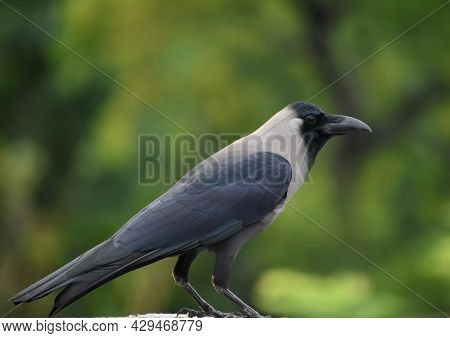 A Beautiful House Crow Black Bird On Roof Top And Looking At Camera Countryside Of India
