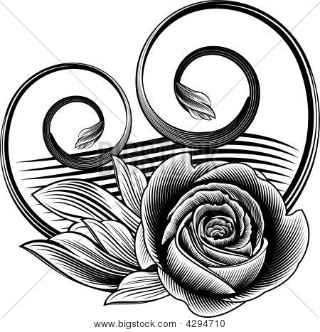 Rose ornamentali