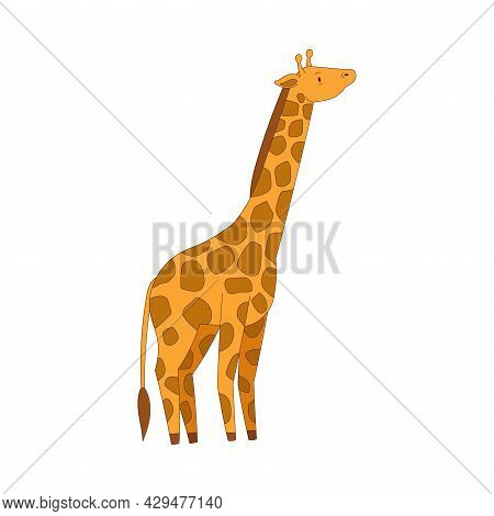 Spotted Giraffe With Long Neck As African Animal Vector Illustration