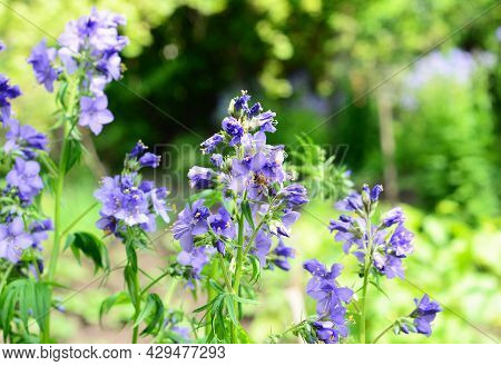 Beautiful Purple Spring Perennial Flowers Polemonium Caeruleum, Jacob's-ladder, Greek Valerian, A Me