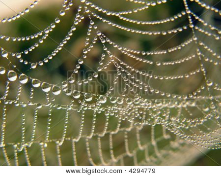 Tau Web