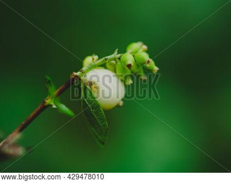 Beautiful White Berry Callicarpa Bodinieri On Green Autumn Colors In The Background, Horizontal Phot