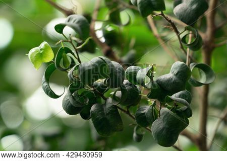 Branch Of Ficus Barok With Curly Leaves Close Up.