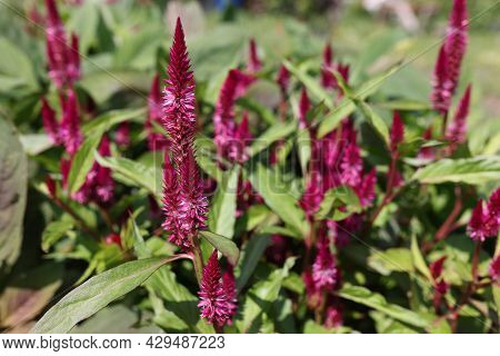 Celosia Pampas Plume Celosia Is A Plant Of The Family Amaranthaceae Closeup