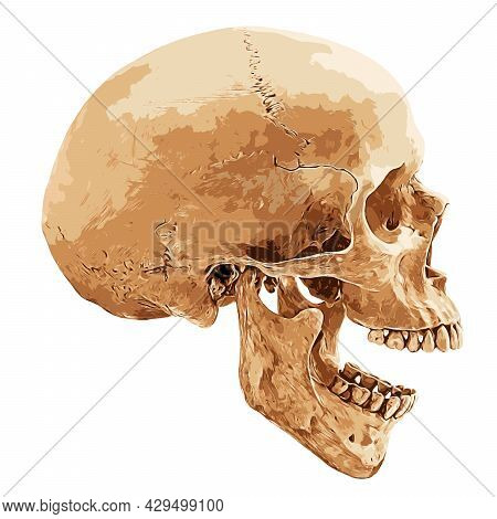 Human Skull In Lateral Aspect Isolated On White Background, Vector Illustration