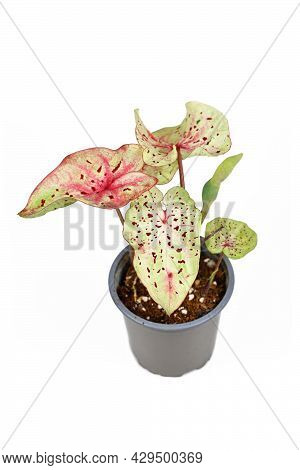 Exotic Houseplant With Botanic Name 'caladium Miss Muffet'  With Pink And Green Leaves With Red Dots