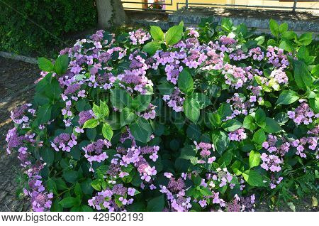 Gorgeous Plum-purple Lacecap Flowers And Dark Ruby Hued Stems. Its Elegant Coloring And Graceful Hab