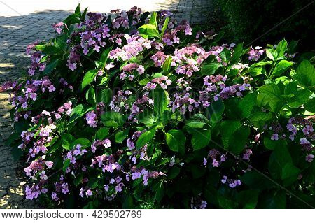 Gorgeous Plum-purple Lacecap Flowers And Dark Ruby Hued Stems. Its Elegant Coloring And Graceful Hab