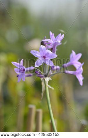 Society Garlic Flowers - Latin Name - Tulbaghia Violacea
