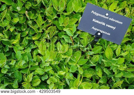 Polygonatum Odoratum, Angular Solomon's Seal Or Scented Solomon's Seal. Medicinal Herb