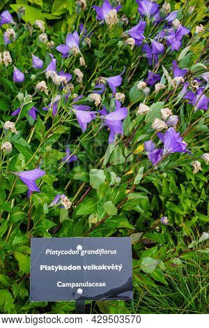 Flowers Blue Bell, Bellflower, сampanula, Close-up. Flowering Blue Platycodon Grandiflorus In The Ga