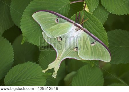 Close-up Image Of Luna Moth (actias Luna).