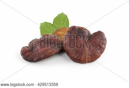 Ganoderma Lucidum Mushroom Isolated On White Background