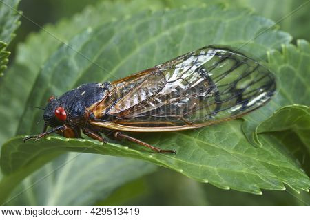 Pharaoh Cicada (magicicada Septendecim). Called 17-year Locust Also.