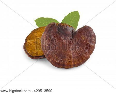 Ganoderma Lucidum Mushroom Isolated On White Background