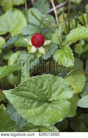 Mock Strawberry (potentilla Indica). Called Indian Strawberry And False Strawberry Also. Another Bot