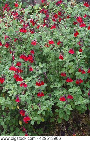 Baby sage (Salvia microphylla). Called Graham\'s sage and Blackcurrant sage also