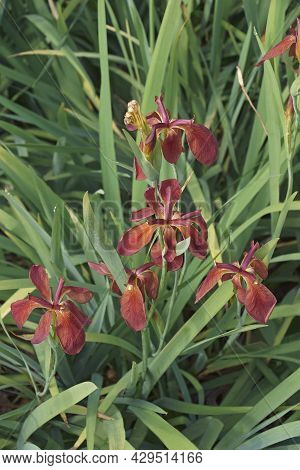 Close-up Image Of Copper Iris (iris Fulva).