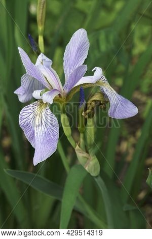 Blue Flag Iris (iris Versicolor). Called Harlequin Blueflag, Larger Blue Flag, Northern Blue Flag, P