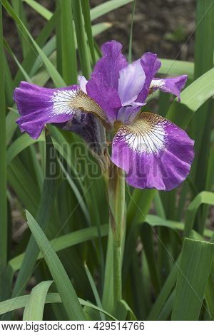 Contrast In Style Siberian Iris (iris Sibirica 'contast In Style').