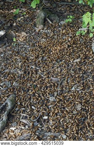 Pharaoh Cicada (magicicada Septendecim). Called 17-year Locust Also. Multiple Empty Shells