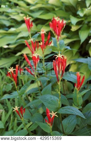 Indian Pink (spigelia Marilandica). Called Woodland Pinkroot Also.