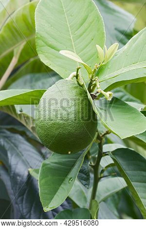 The American Wonder Lemon (citrus X Pyriformis). Called Skieriewice Lemon Also. Another Botanical Na