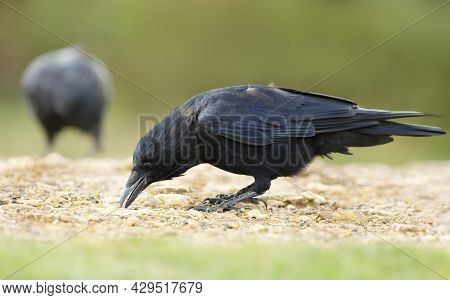 Close Up Of A Carrion Crow Eating, Uk.