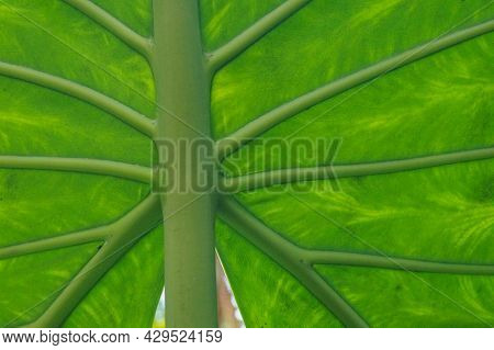 Closeup Of A Green Leaf Showing Midrib, Vein And Lamina