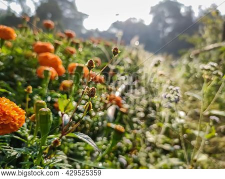 Acmella Is A Genus Of Plants In The Aster Family, Asteraceae, Described As A Genus In 1807. It Is Na