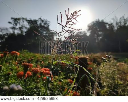 Tridens Flavus, The Purpletop Tridens, Red Top, Or Greasegrass, Is A Large, Robust Perennial Bunchgr