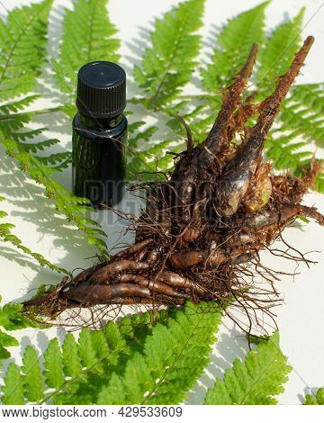 Extract From Leaves, Stems And Roots Of Wood Fern, Dryopteris Erythrosora. Male Fern Leaves And Root