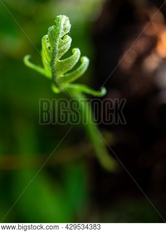 Close-up Freshness Green Leaves Of Oak-leaf Fern On Natural Background