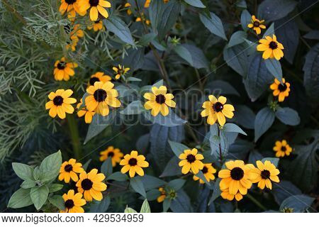 Yellow Flower Rudbeckia Triloba (latin. Rudbeckia Triloba)