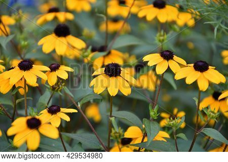 Yellow Flower Rudbeckia Triloba (latin. Rudbeckia Triloba)
